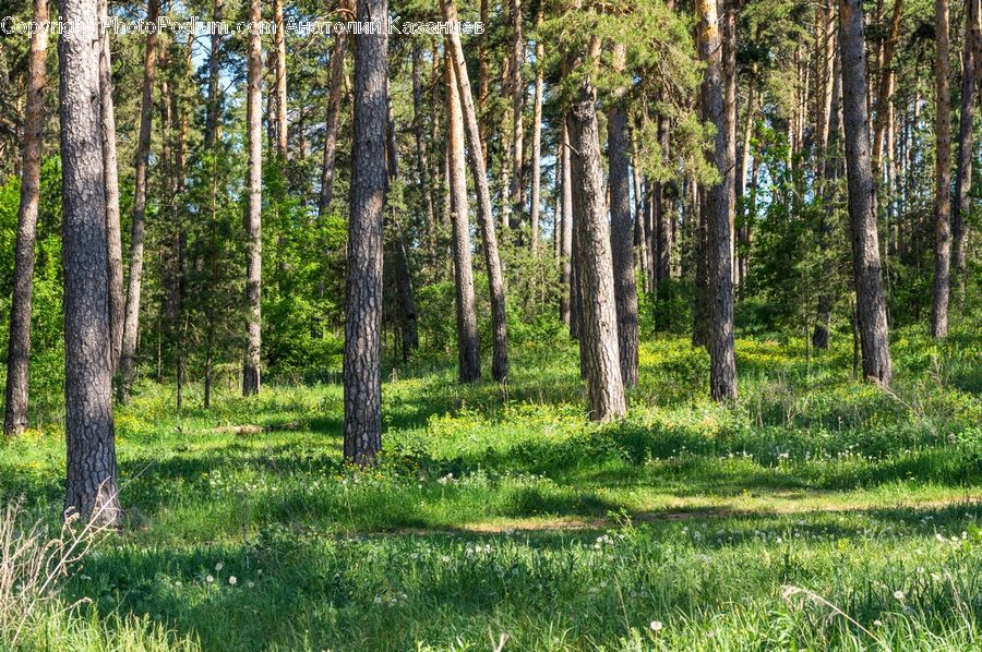 Forest, Vegetation, Grove, Land, Birch, Tree, Wood