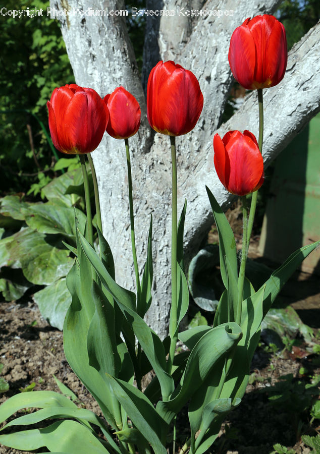 Blossom, Flora, Flower, Plant, Tulip, Cactus, Petal