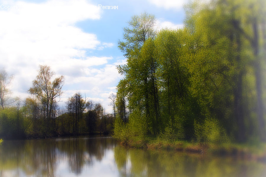 Outdoors, Pond, Water, Plant, Tree, Willow, Conifer