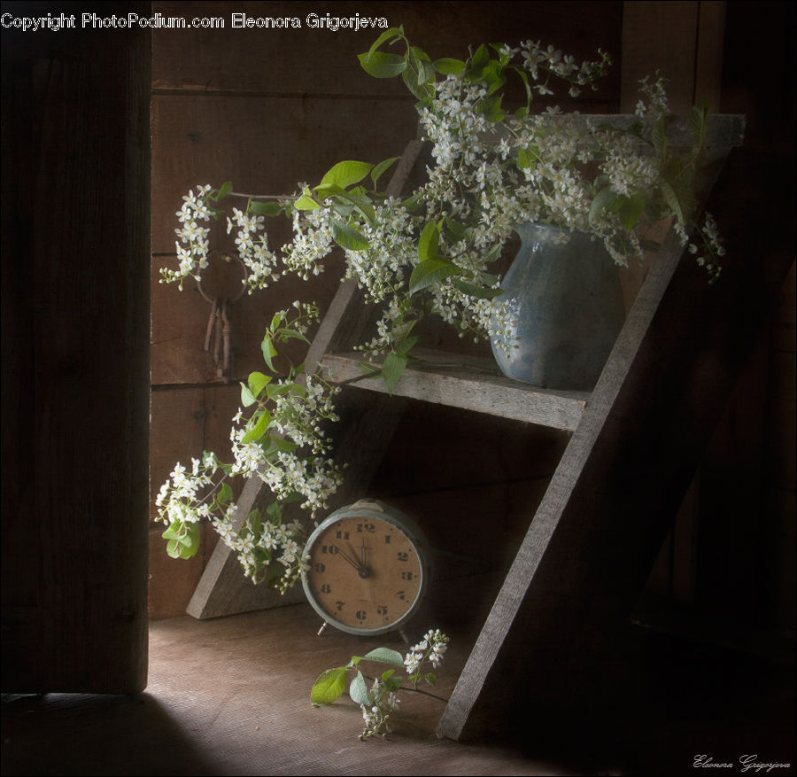 Plant, Potted Plant, Ivy, Vine, Flower Arrangement, Ikebana, Vase