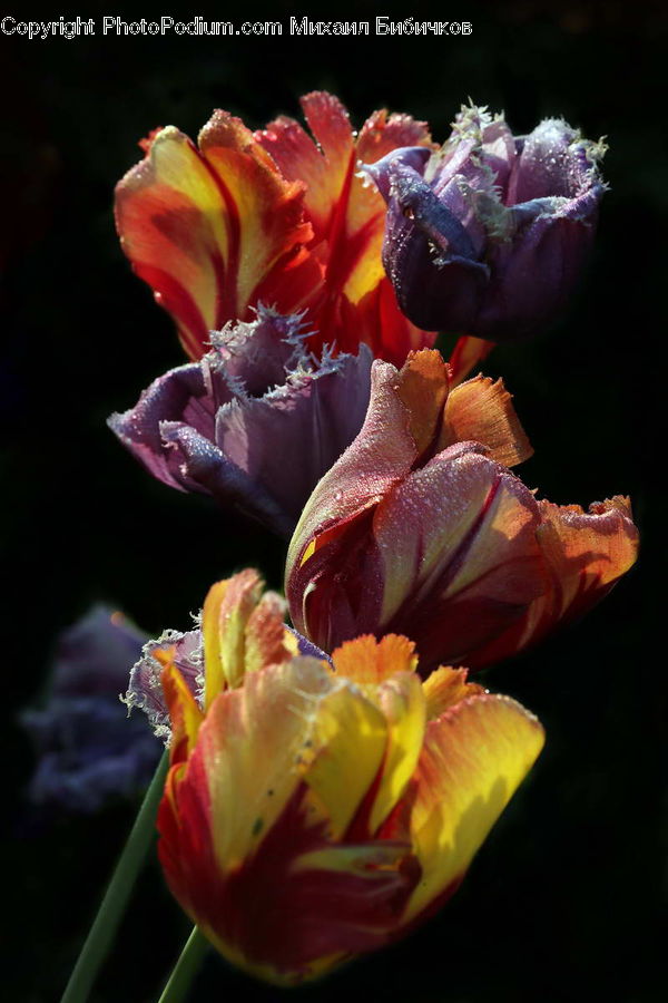 People, Person, Human, Flora, Flower, Gladiolus, Plant