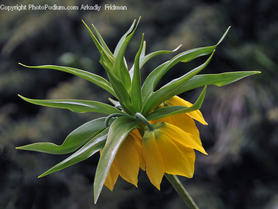 Plant, Flora, Flower, Gladiolus, Aloe, Blossom, Asteraceae