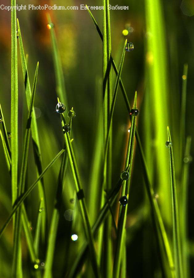 Field, Grass, Grassland, Plant, Blossom, Flora, Flower