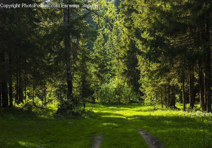 Forest, Vegetation, Conifer, Fir, Plant, Tree, Dirt Road