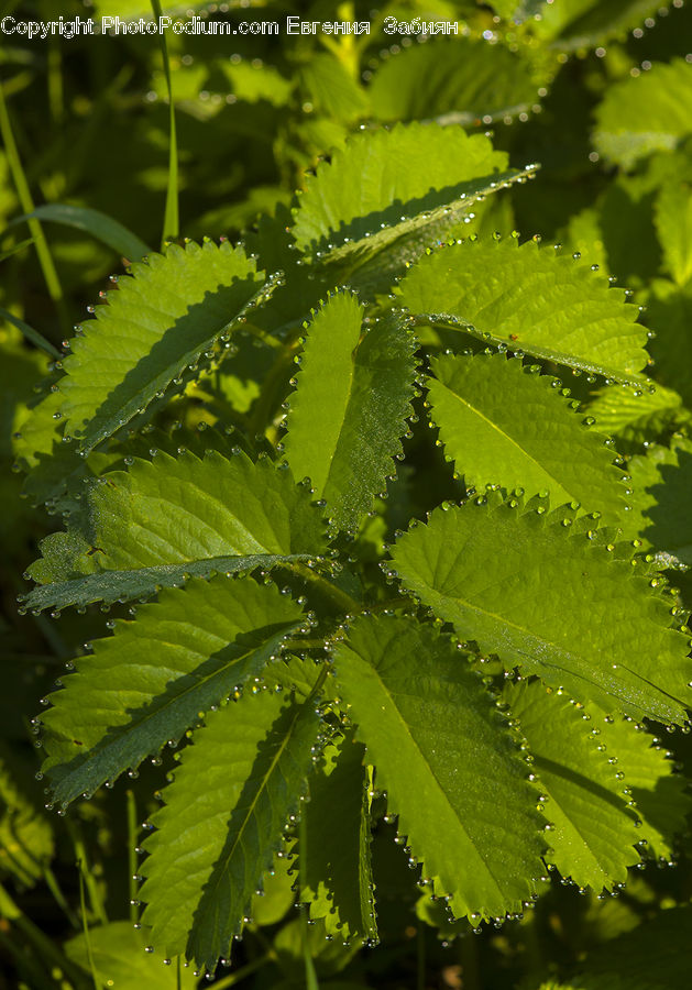 Fern, Plant, Blossom, Flora, Flower, Conifer, Fir