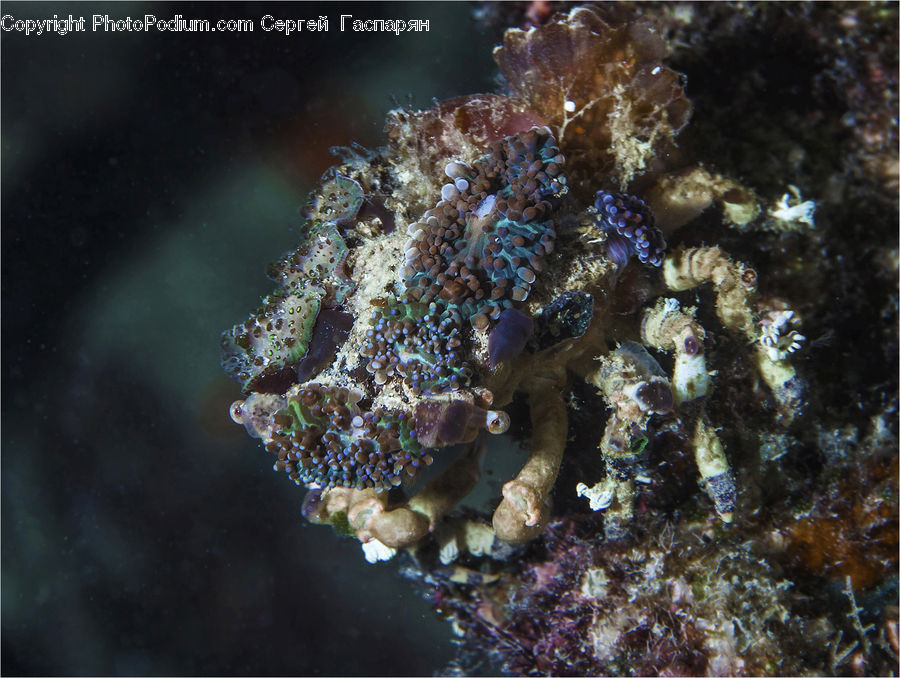 Coral Reef, Outdoors, Reef, Sea, Sea Life, Water, Alcyonacea
