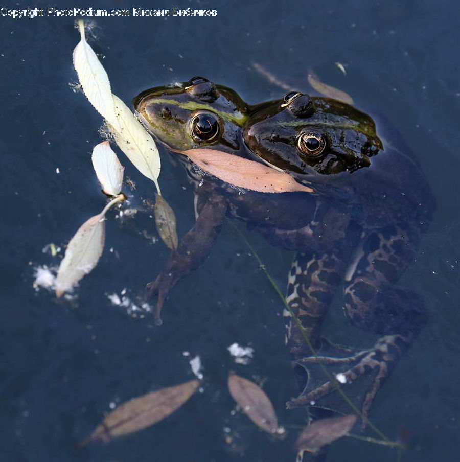 Amphibian, Frog, Wildlife, Invertebrate, Jellyfish, Sea Life, Carp