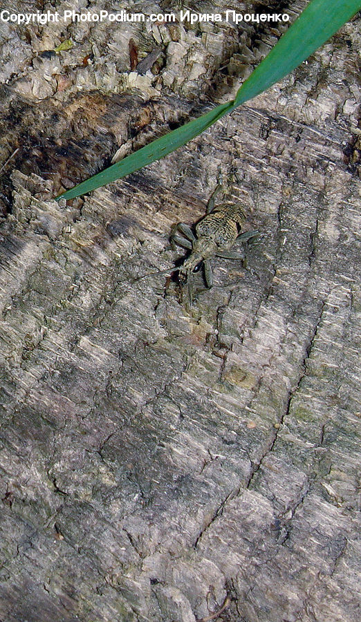 Soil, Asphalt, Tarmac, Pavement