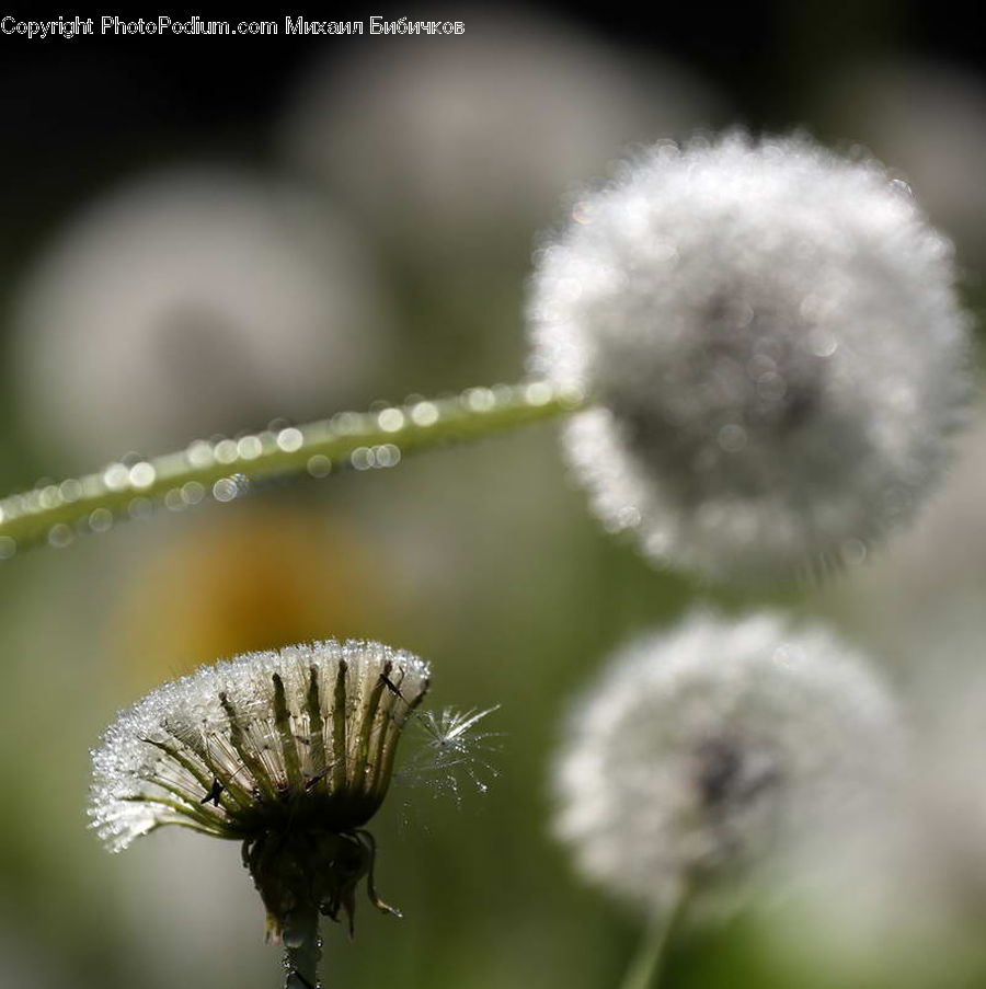 Dandelion, Flower, Plant, Asteraceae, Blossom, Flora, Asilidae