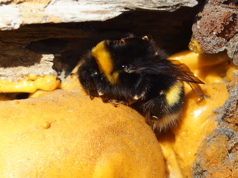 Bee, Insect, Invertebrate, Andrena, Apidae, Bumblebee, Honey Bee