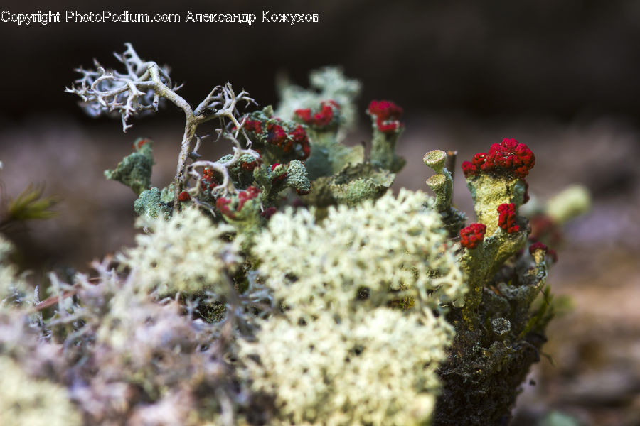 Frost, Ice, Outdoors, Snow, Plant, Weed, Cactus