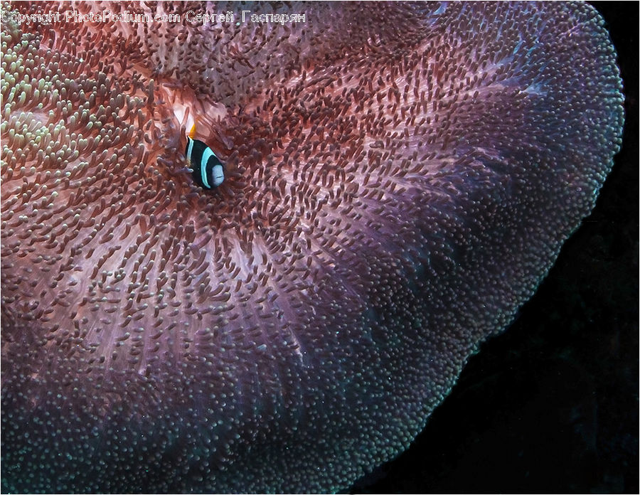 Alcyonacea, Brain Coral, Coral Reef, Invertebrate, Reef, Sea Life