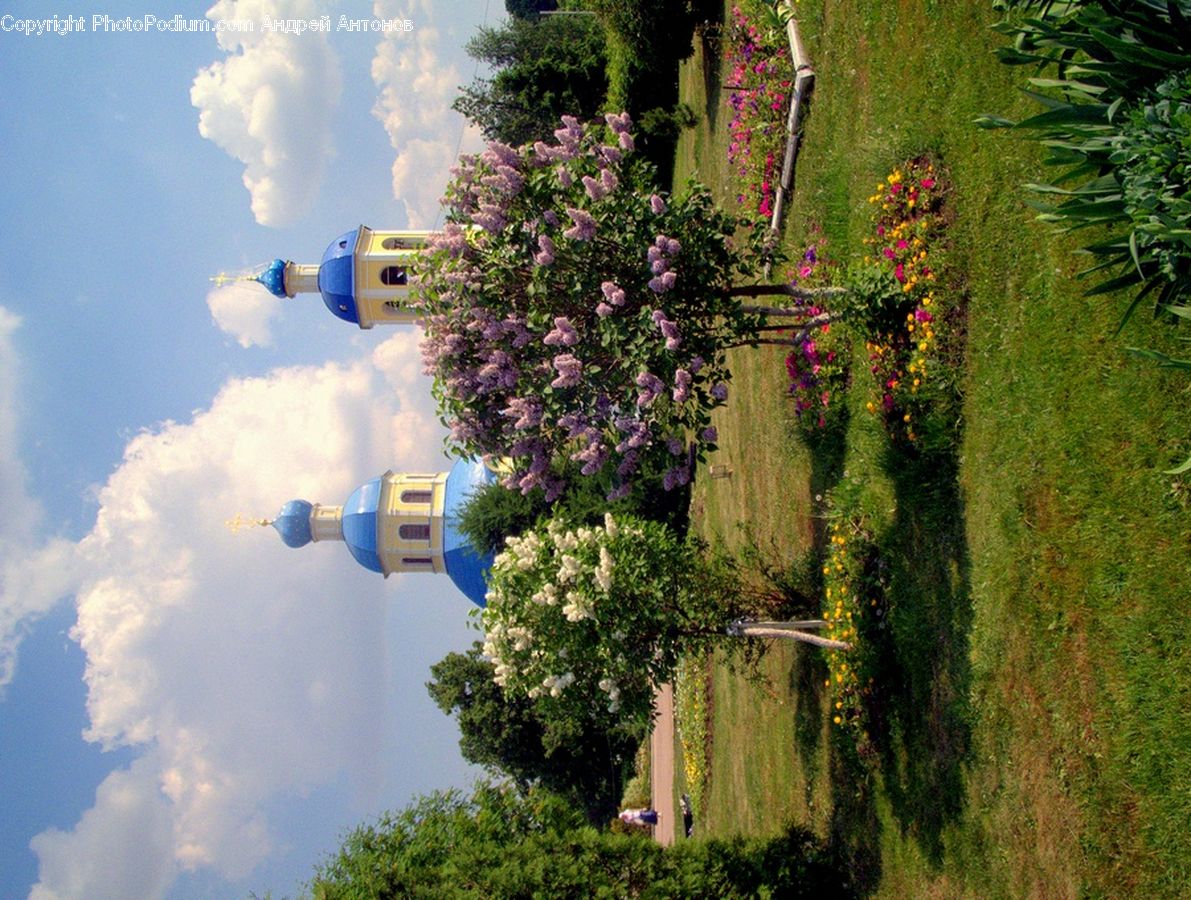 Blossom, Flower, Lilac, Plant, Garden, Park, Architecture