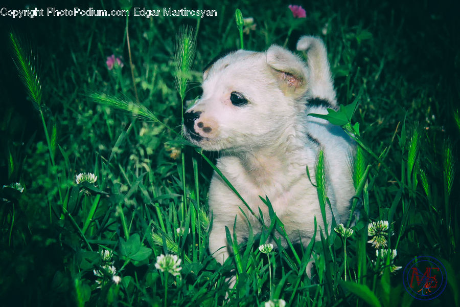 Animal, Canine, Dog, Mammal, Pet, Terrier, Field