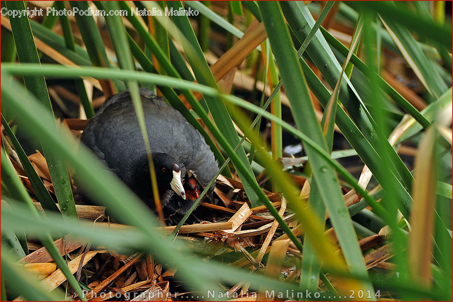 Bird, Blackbird, Bamboo, Plant, Wood, Beak, Grass