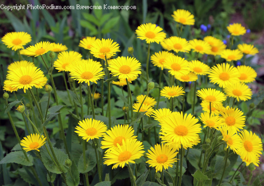 Dandelion, Flower, Plant, Blossom, Flora, Asteraceae, Daisies