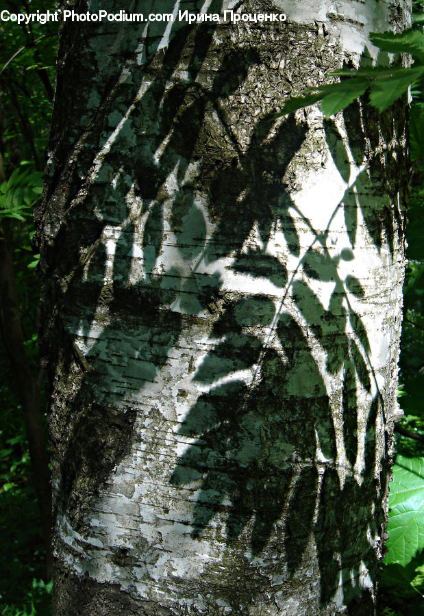 Birch, Tree, Wood, Forest, Jungle, Rainforest, Vegetation