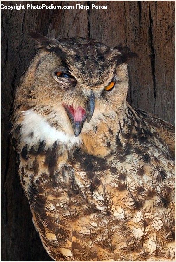 Bird, Owl, Wildlife, Beak, Swallow, Waterfowl, Sparrow