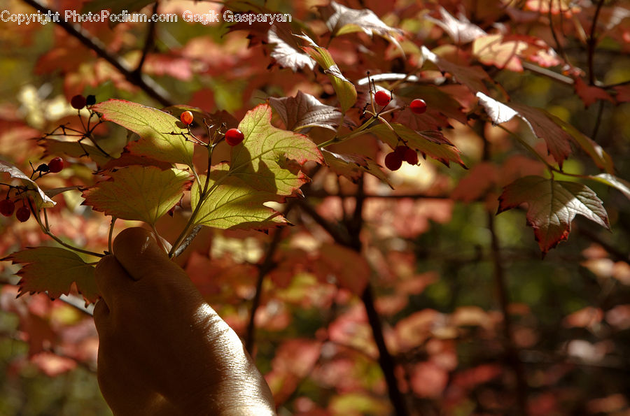 Blossom, Cherry Blossom, Flower, Flora, Plant, Fruit, Grapes