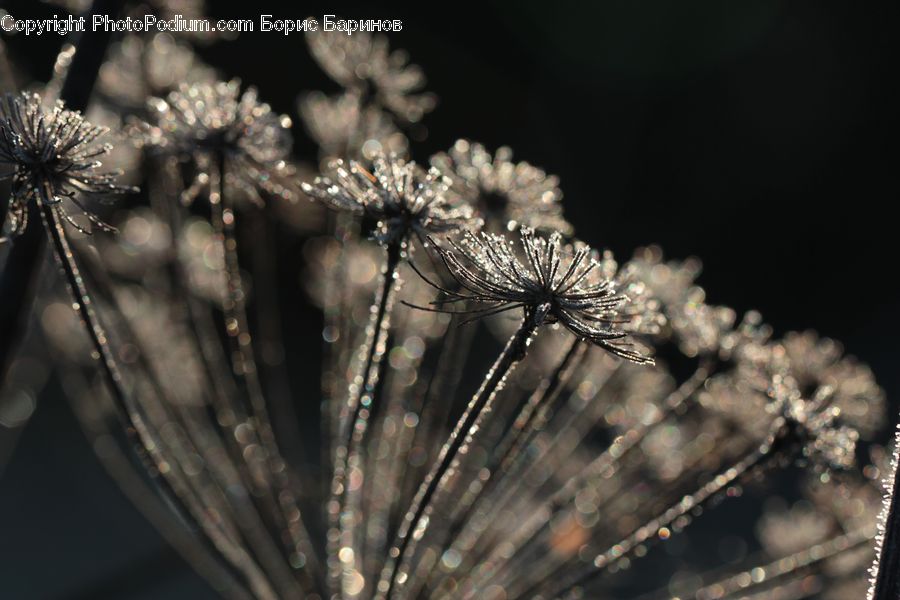 Plant, Weed, Dill, Frost, Ice, Outdoors, Snow