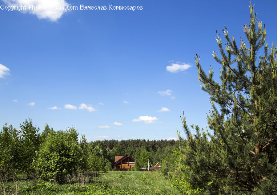 Field, Grass, Grassland, Land, Outdoors, Bush, Plant