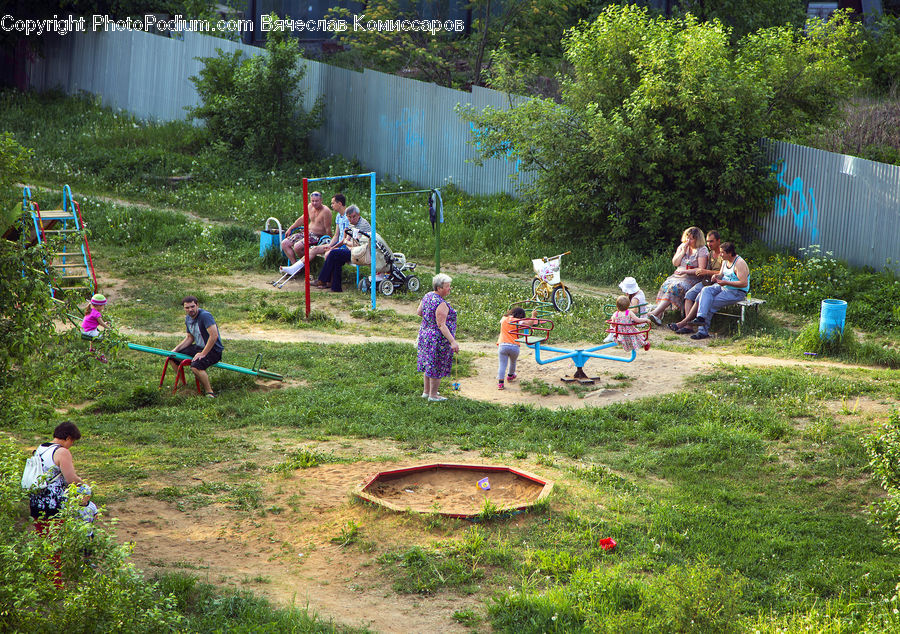 People, Person, Human, Yard, Conifer, Plant, Tree