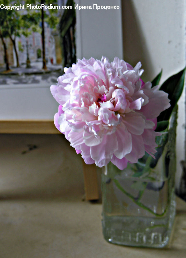 Blossom, Flower, Peony, Plant, Carnation, Floral Design, Flower Arrangement