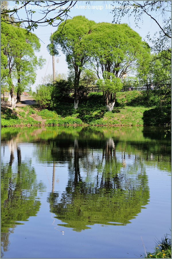 Outdoors, Pond, Water, Blossom, Flora, Flower, Plant