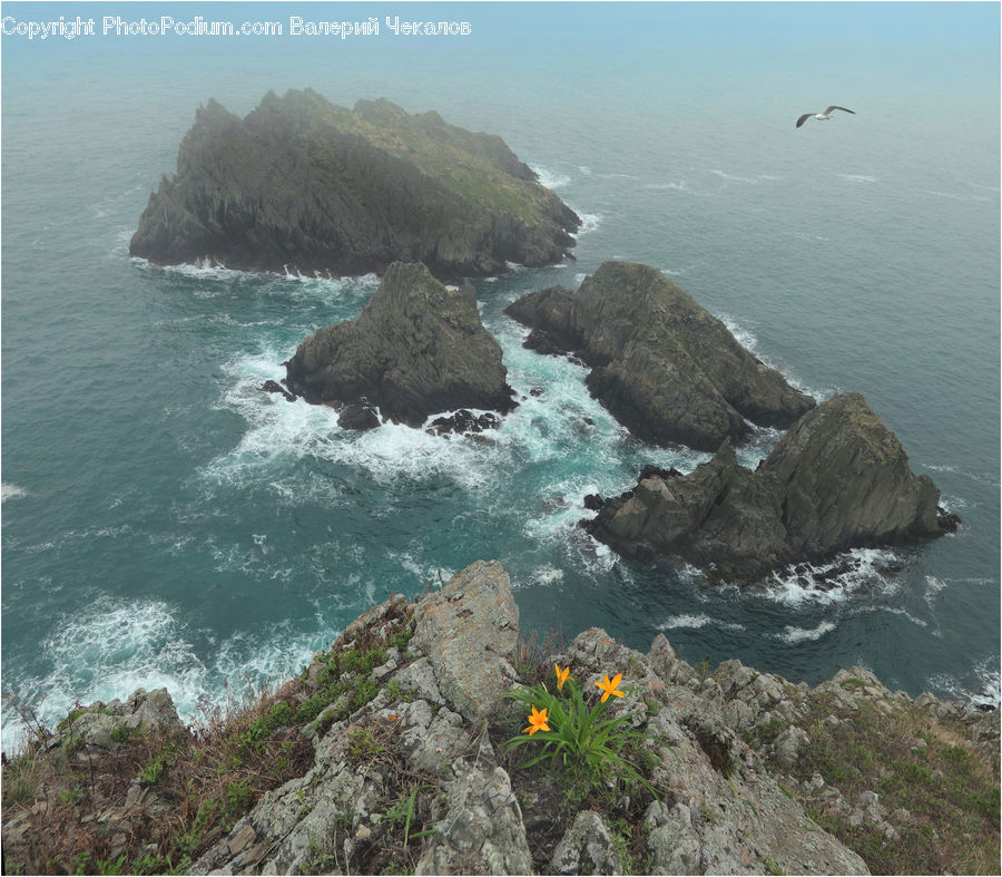 Promontory, Cliff, Outdoors, Coast, Sea, Water, Asteraceae