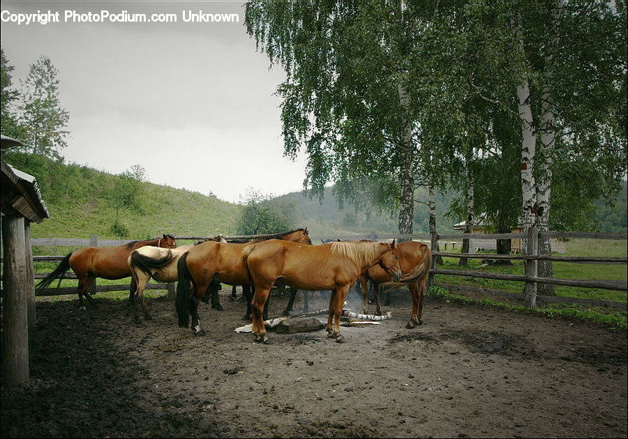 Animal, Horse, Mammal, Countryside, Farm, Pasture, Ranch