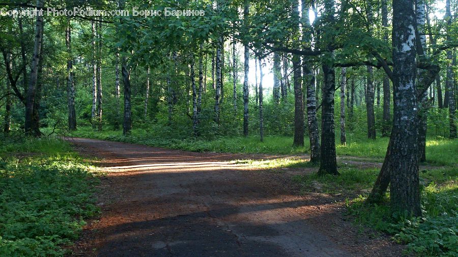 Dirt Road, Gravel, Road, Oak, Tree, Wood, Path