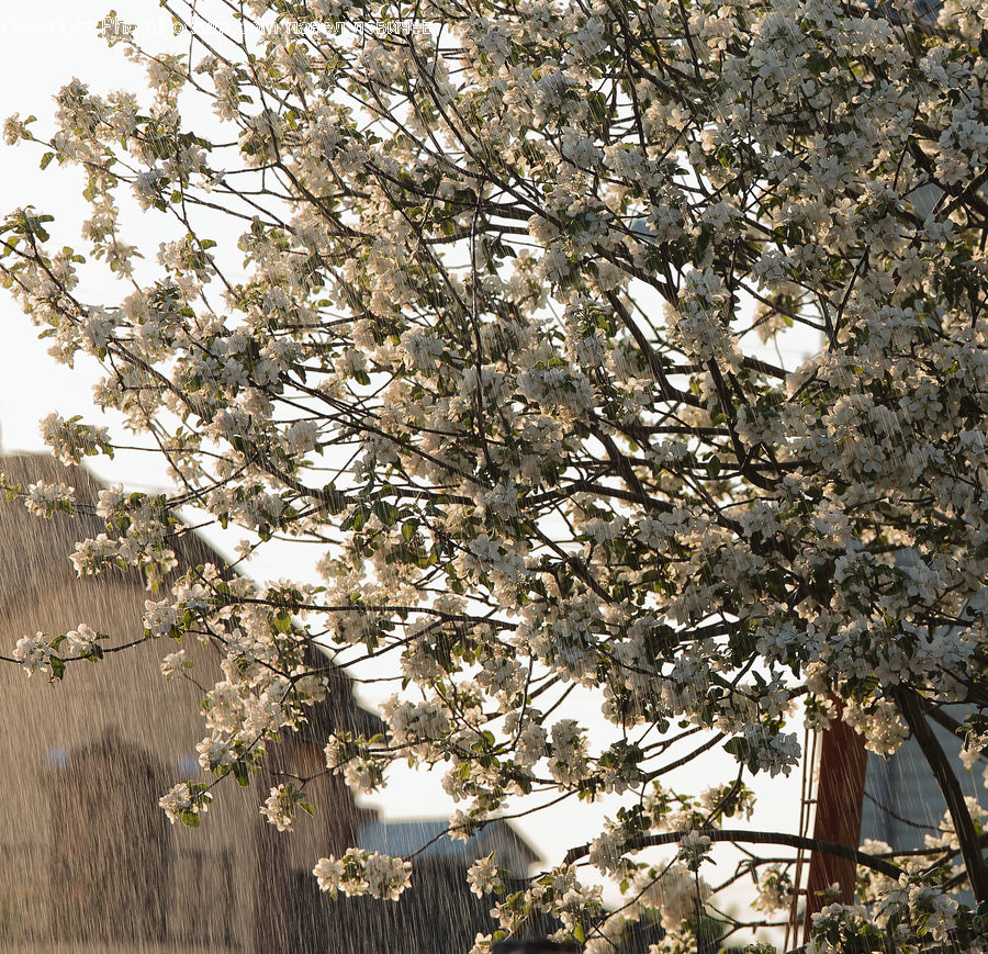 Blossom, Flora, Flower, Plant, Cherry Blossom, Aster, Apiaceae