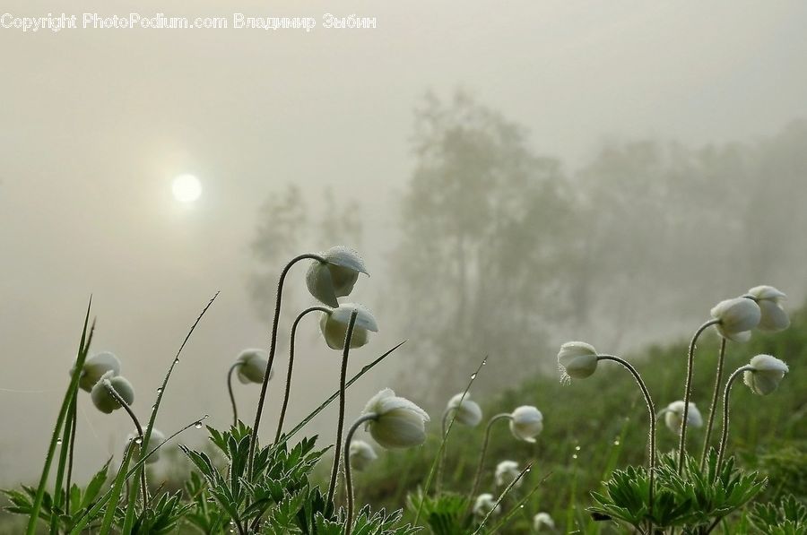 Field, Grass, Grassland, Plant, Flower Arrangement, Ikebana, Potted Plant