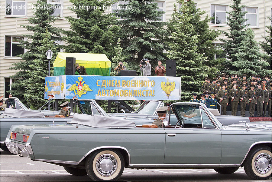 Automobile, Car, Convertible, Hot Rod, Vehicle, Conifer, Fir