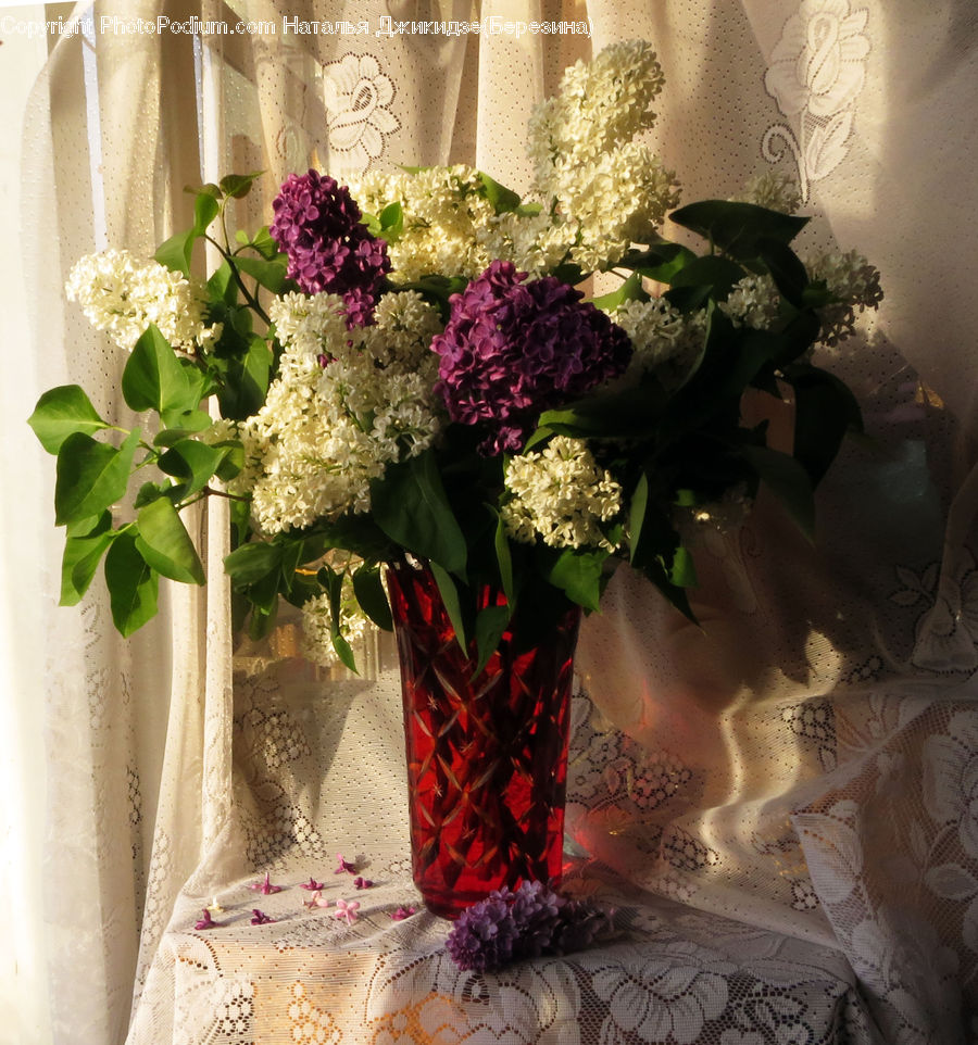 Blossom, Flower, Lilac, Plant, Potted Plant, Floral Design, Flower Arrangement