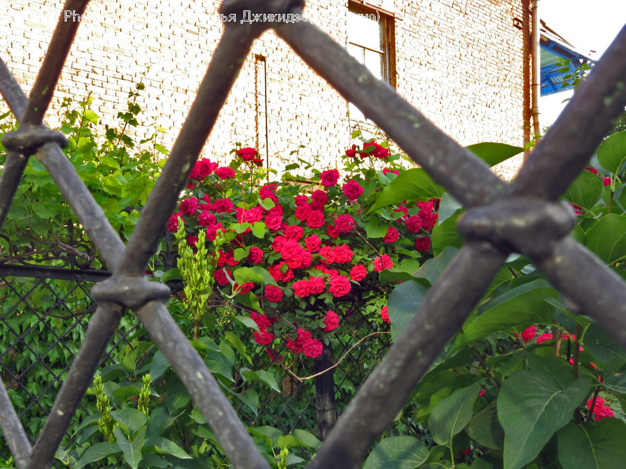 Plant, Patio, Pergola, Porch, Ivy, Vine, Bird