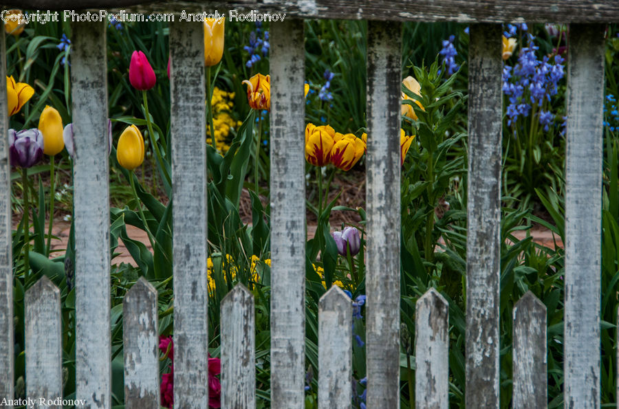 People, Person, Human, Blossom, Flora, Flower, Plant