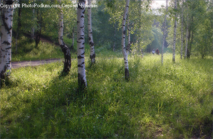 Birch, Tree, Wood, Forest, Vegetation, Field, Grass