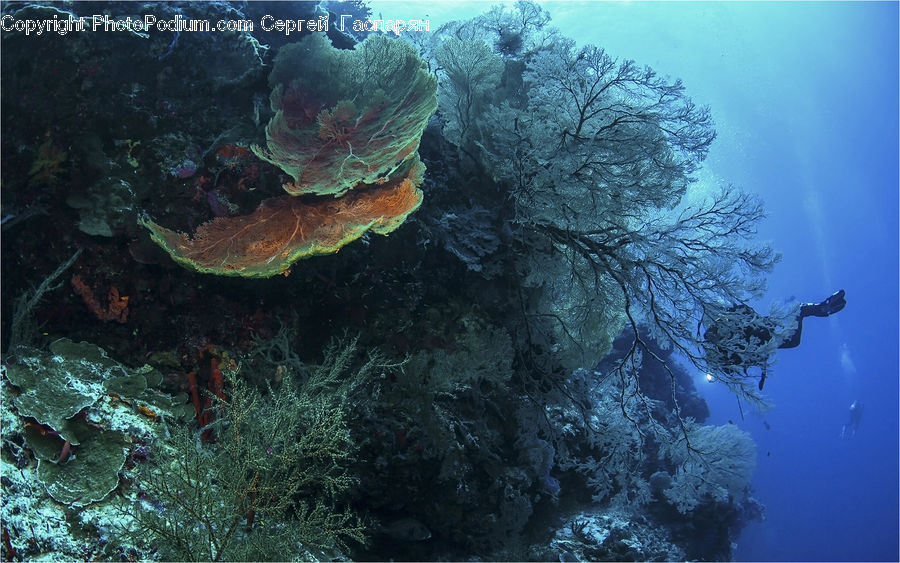 Coral Reef, Outdoors, Reef, Sea, Sea Life, Water, Ice