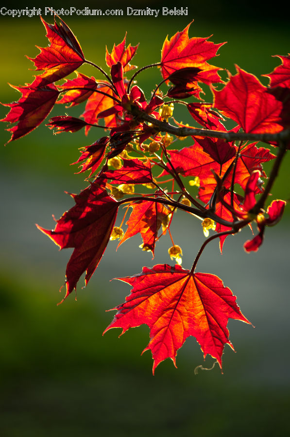 Maple, Tree, Wood, Blossom, Flora, Flower, Geranium