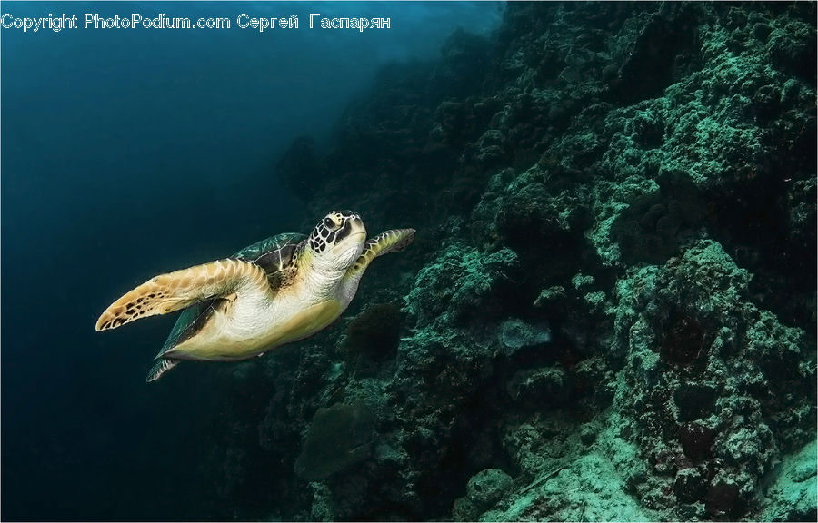 Coral Reef, Outdoors, Reef, Sea, Sea Life, Water, Fish