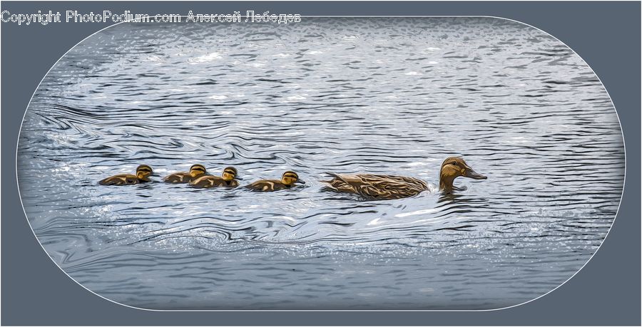 Bird, Waterfowl, Duck, Teal, Pelican, Goose, Dish
