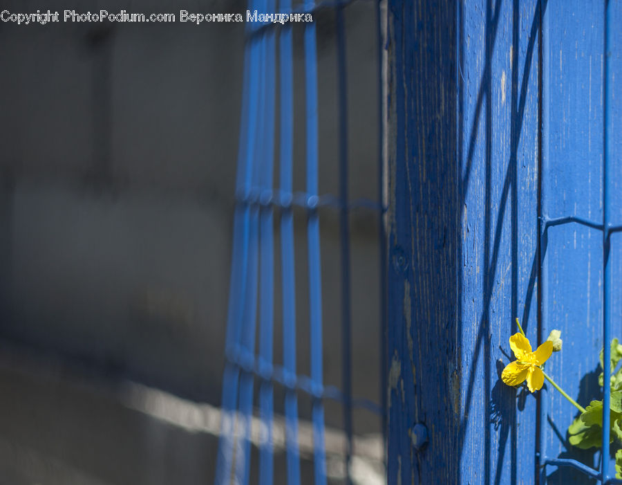 Blossom, Daffodil, Flora, Flower, Plant