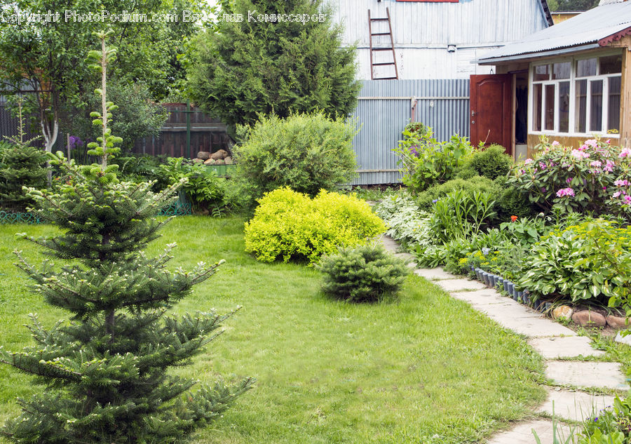 Yard, Conifer, Fir, Plant, Tree, Garden, Gardening