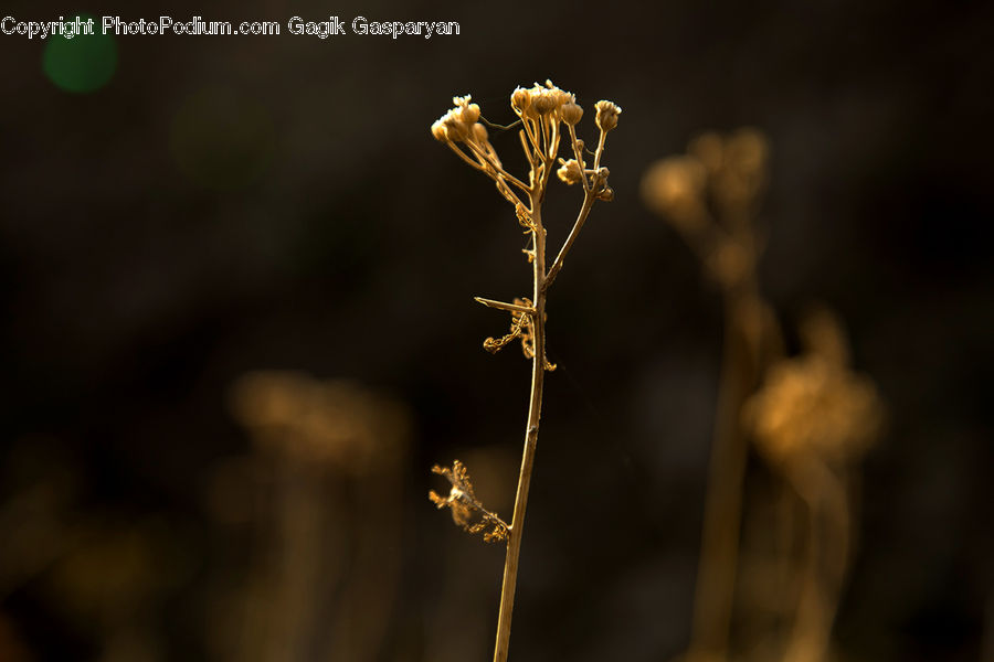 Plant, Weed, Dill, Bud, Blossom, Flora, Flower