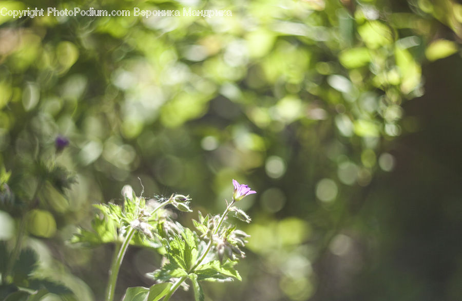 Herbs, Mint, Plant, Conifer, Fir, Tree, Dill