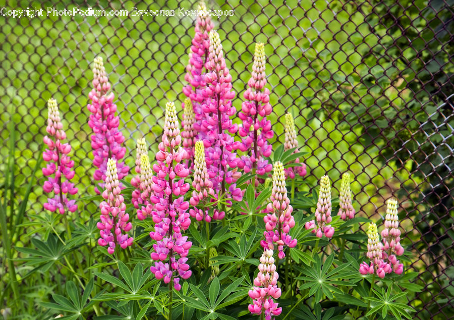 Flora, Flower, Foxglove, Plant, Blossom, Lupin, Tulip