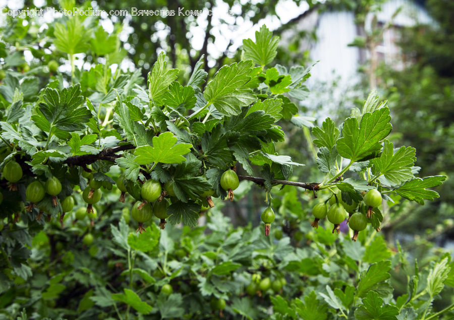 Plant, Herbs, Parsley, Bush, Vegetation, Mint, Blossom