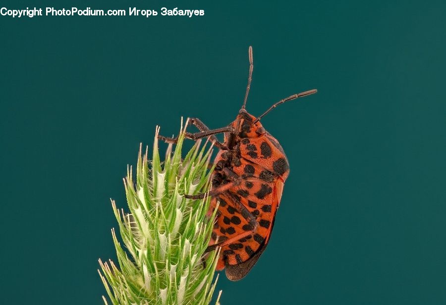 Butterfly, Insect, Invertebrate, Conifer, Fir, Plant, Tree