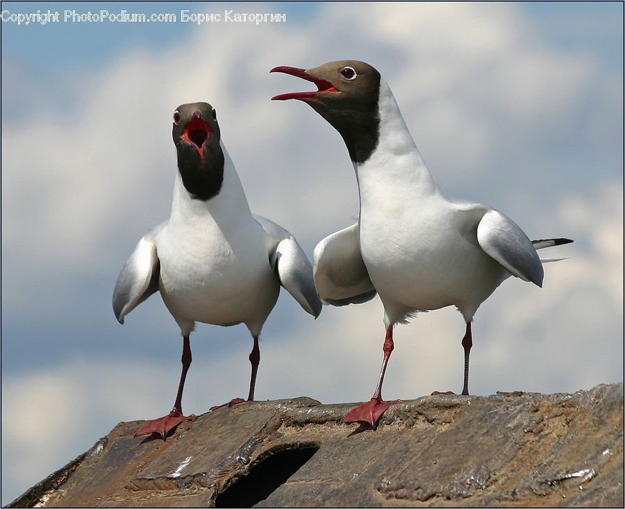 Bird, Seagull, Booby, Beak, Puffin, Arctic, Ice
